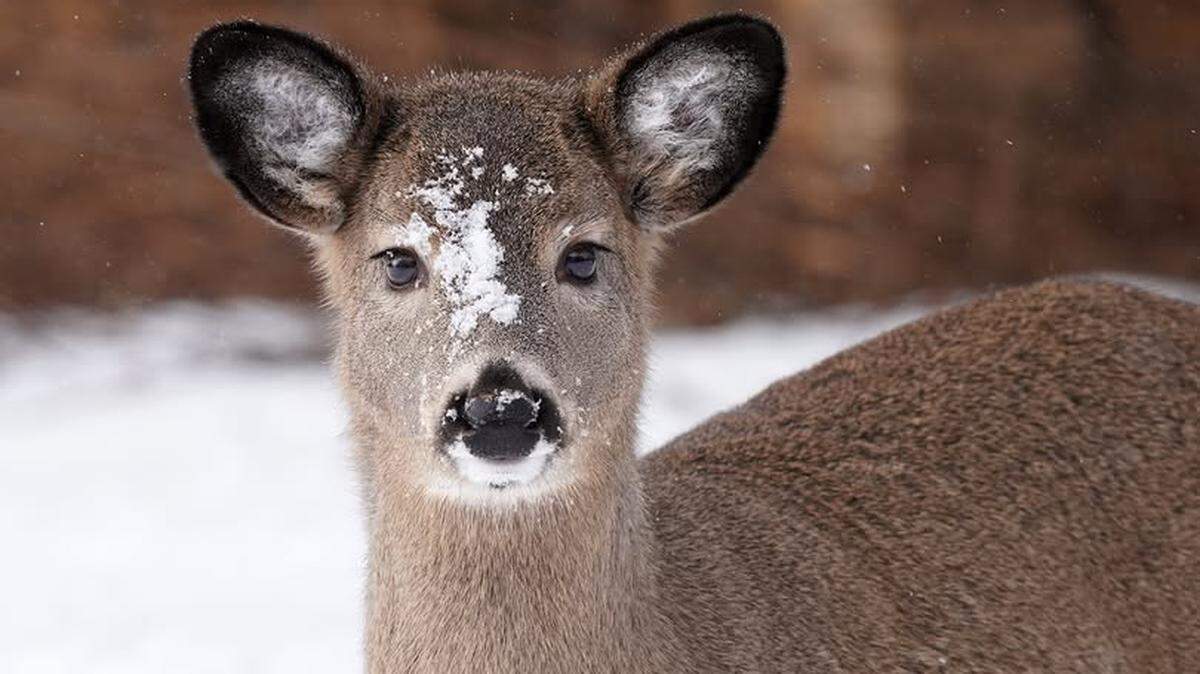 It is not currently deer hunting season in West Virginia. Investigators assume the deer being dragged by the driver was already dead when he picked it up and took it with him. This is not that deer.