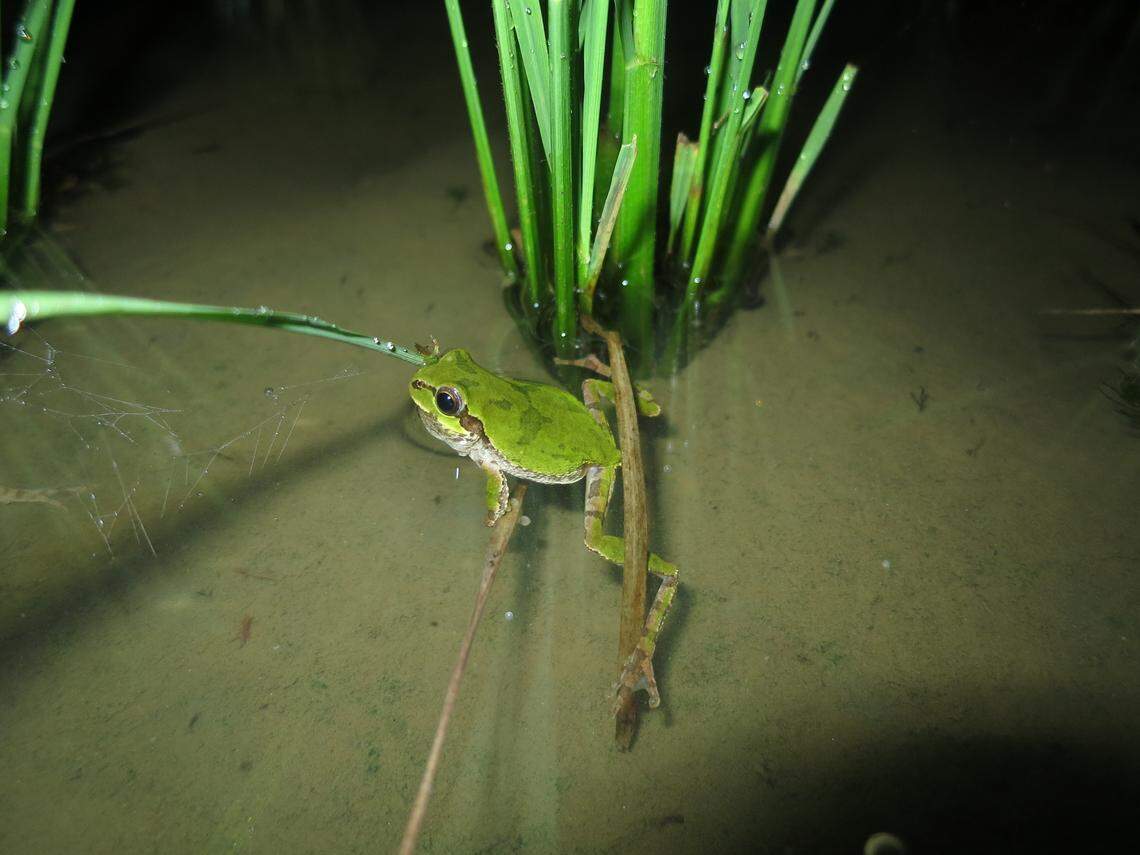 The frogs can be found laying eggs in paddy fields, forests, wetlands and gardens.