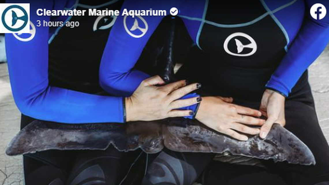 The dolphin was nursed back to health after he was found with pneumonia in shallow water in 2019.