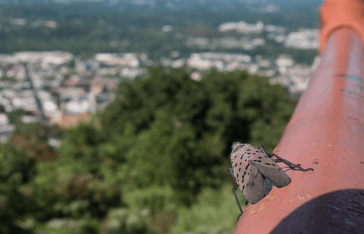 Spotted lanternflies, from the same family as the new species, are invasive in the United States and pose a significant risk to agricultural products.