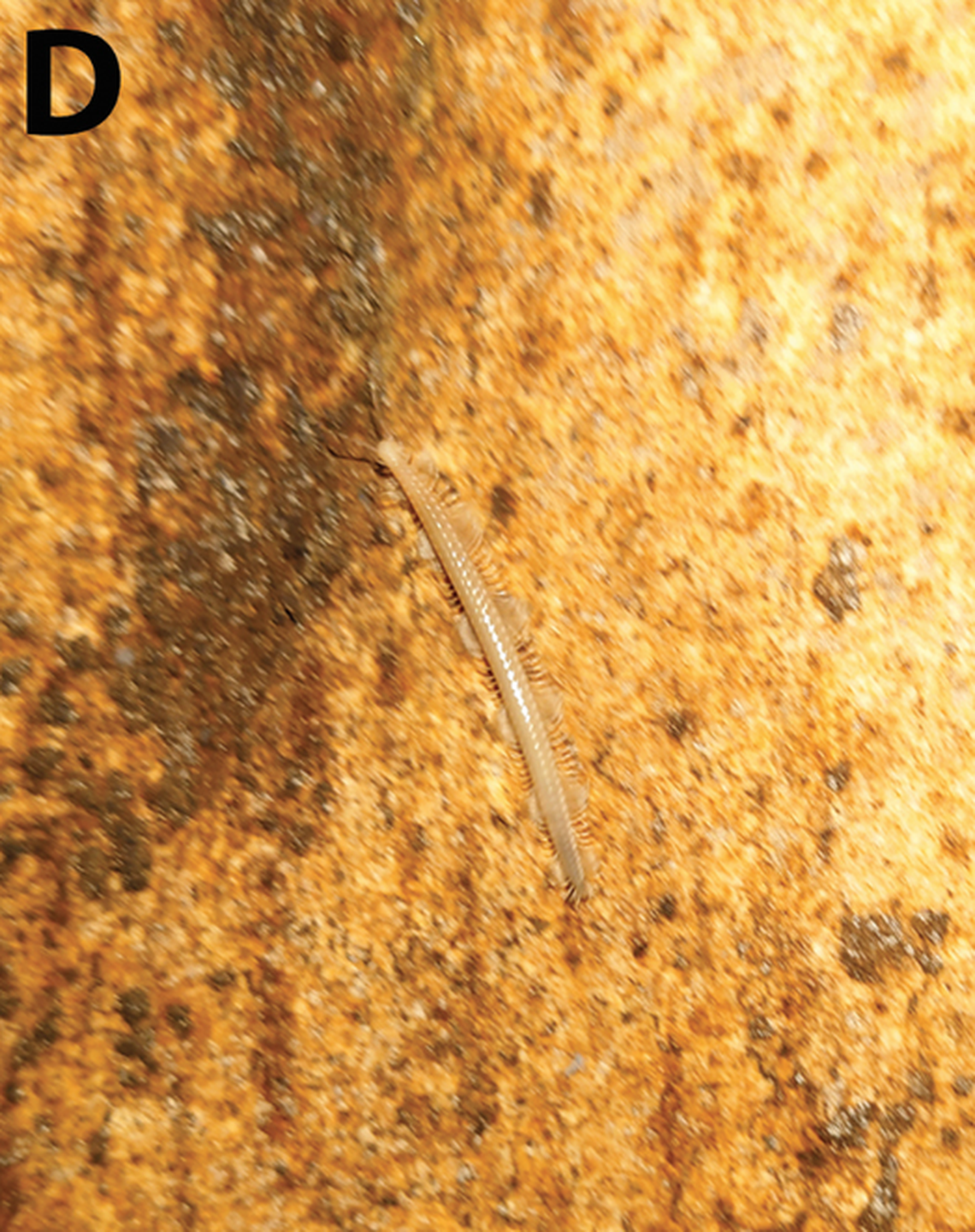 A new species of millipede named Sinocallipus similis was discovered in two caves in the Na Hang Nature Reserve in Northern Vietnam, researchers say.