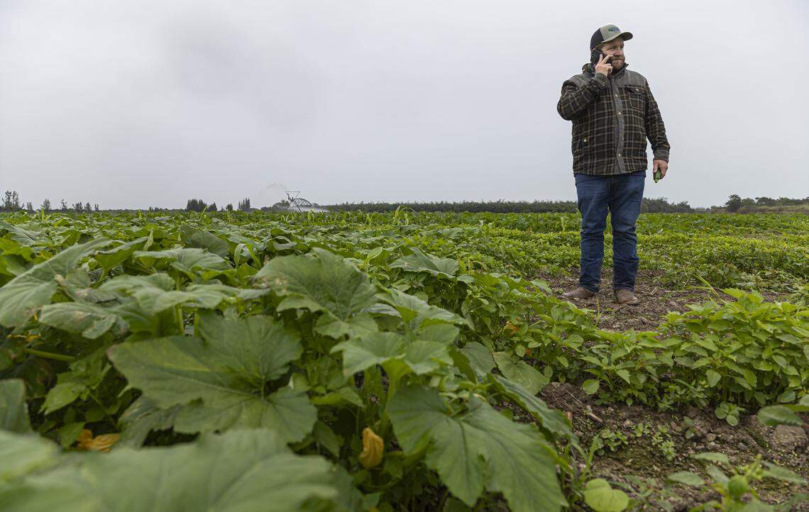 Farm manager David Torbert, 32, holds a zucchini as an irrigation system waters crops while he and his staff prepare for a cold front expected over the weekend and into next week across South Florida on Friday, Jan. 30, 2026, in Homestead, Fla.