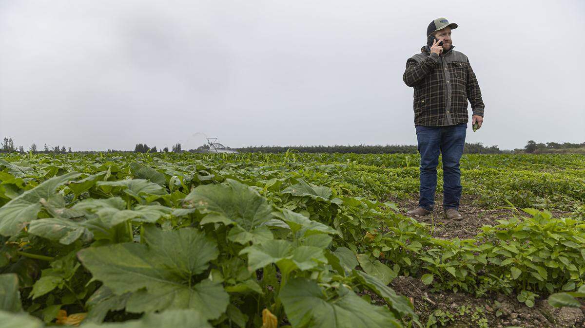 Farm manager David Torbert, 32, holds a zucchini as an irrigation system waters crops while he and his staff prepare for a cold front expected over the weekend and into next week across South Florida on Friday, Jan. 30, 2026, in Homestead, Fla.