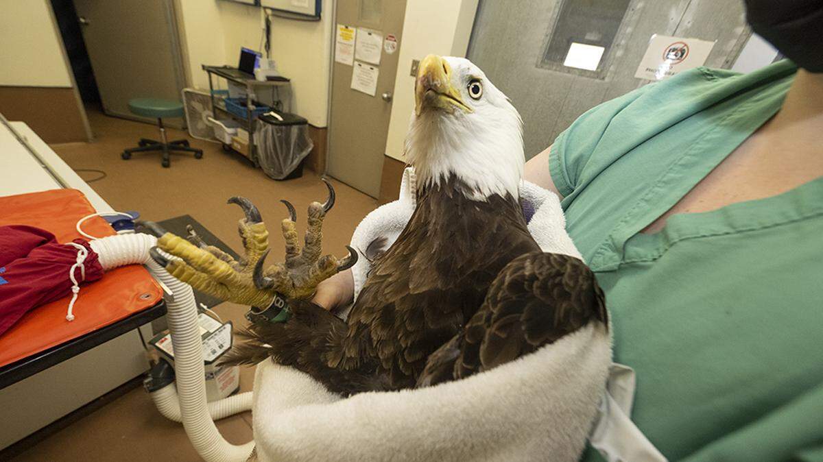 Rita the bald eage is back at Zoo Miami and under medical care.