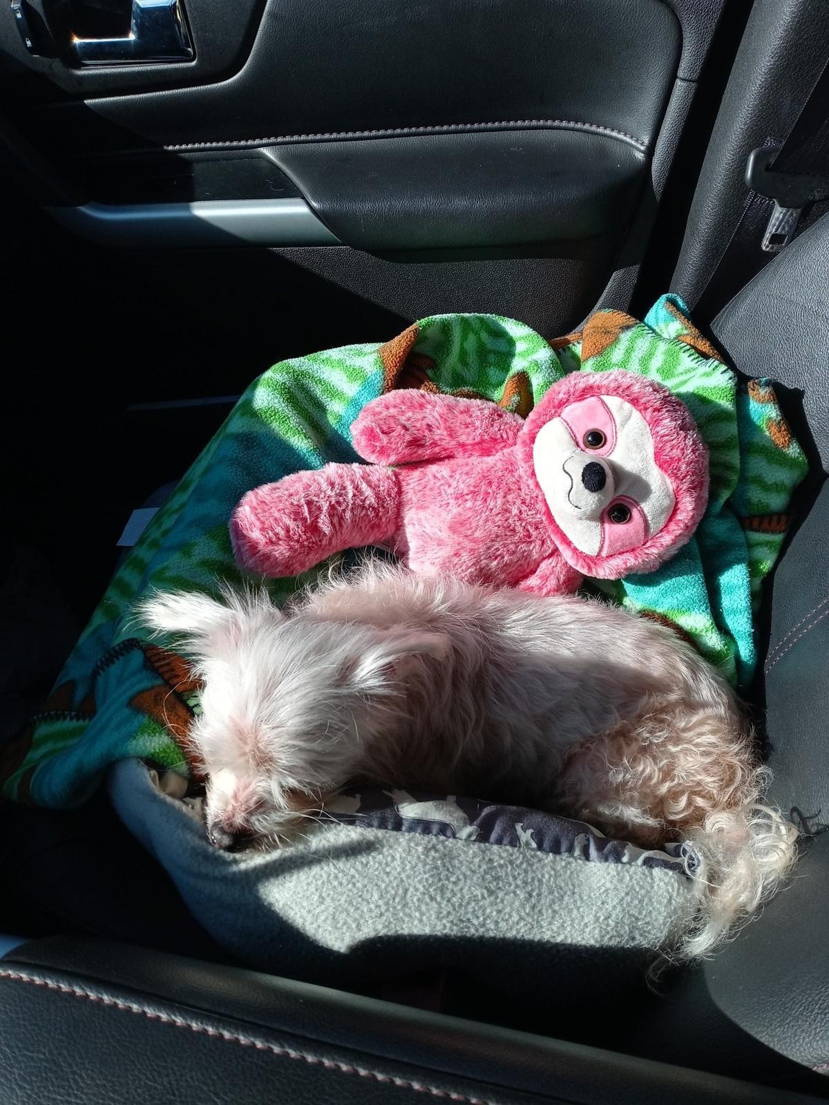 Sissi, a 14-year-old Maltese, sleeps on a Scooby-Doo blanket and beside a pink plush toy on her way to her South Florida home.