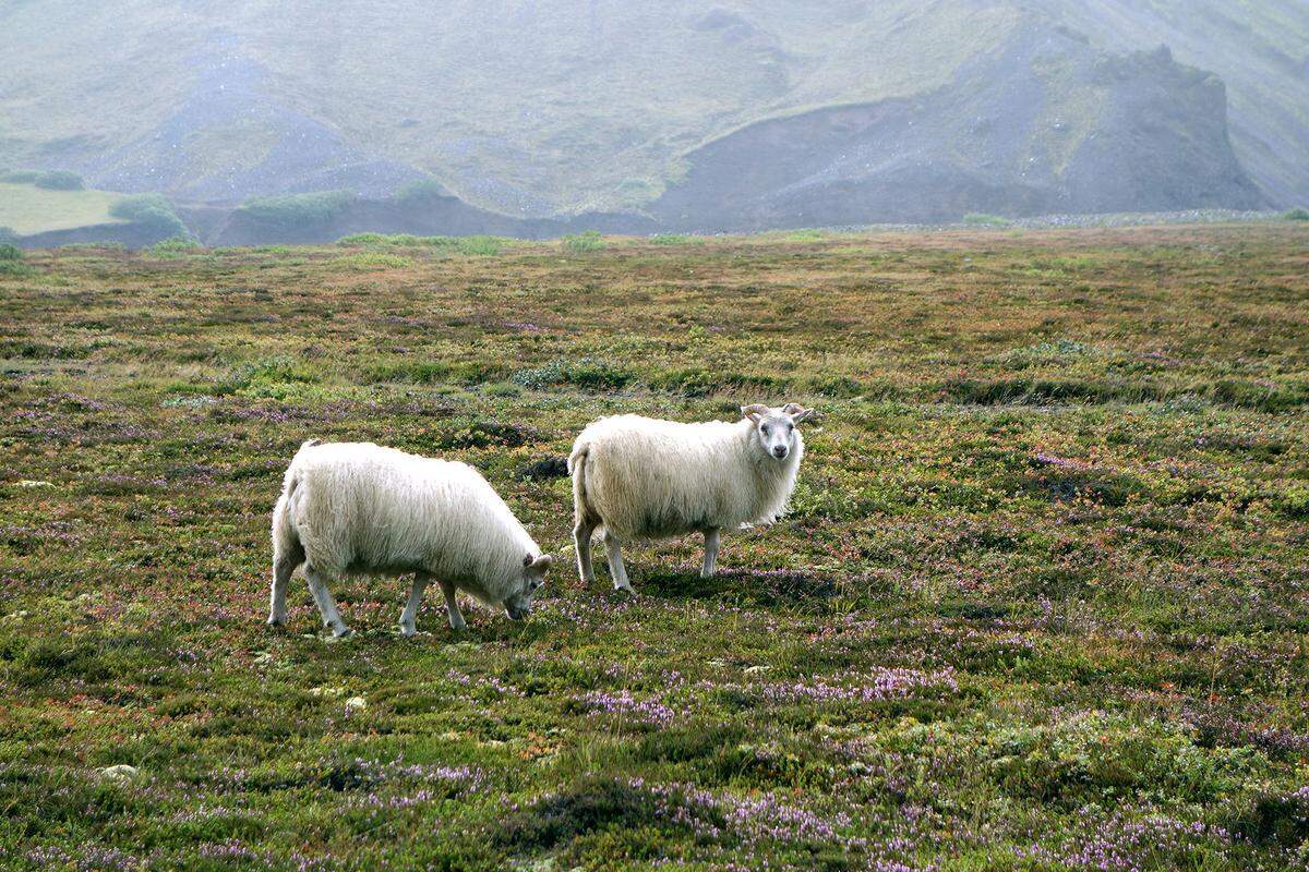 Most farming on Iceland is about raising animals, because grass is about all you can grow on the thin, poor soil.