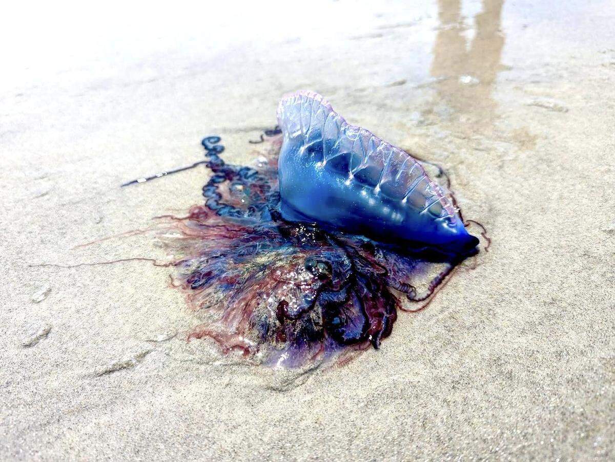 Four children were among the tourists stung by Portuguese man-o-war on North Carolina’s Oak Island, according to Oak Island Water Rescue.