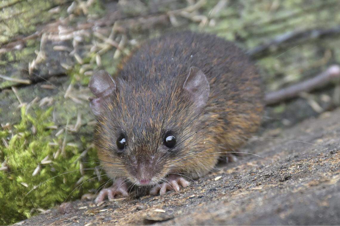 A Neacomys marci, or Marc’s white-throated spiny mouse, in its natural habitat.