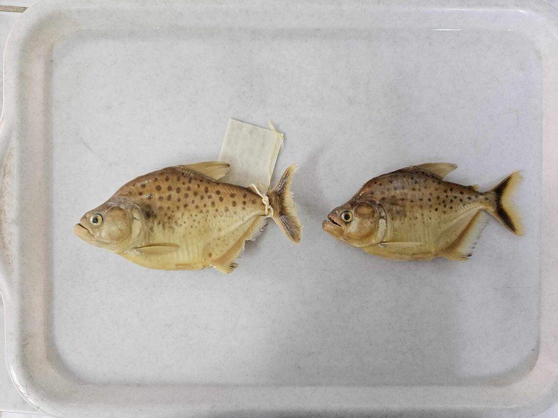 The piranhas were caught in a lagoon in the Amazon Basin, then compared to specimens from museums around Bolivia, the researchers said.