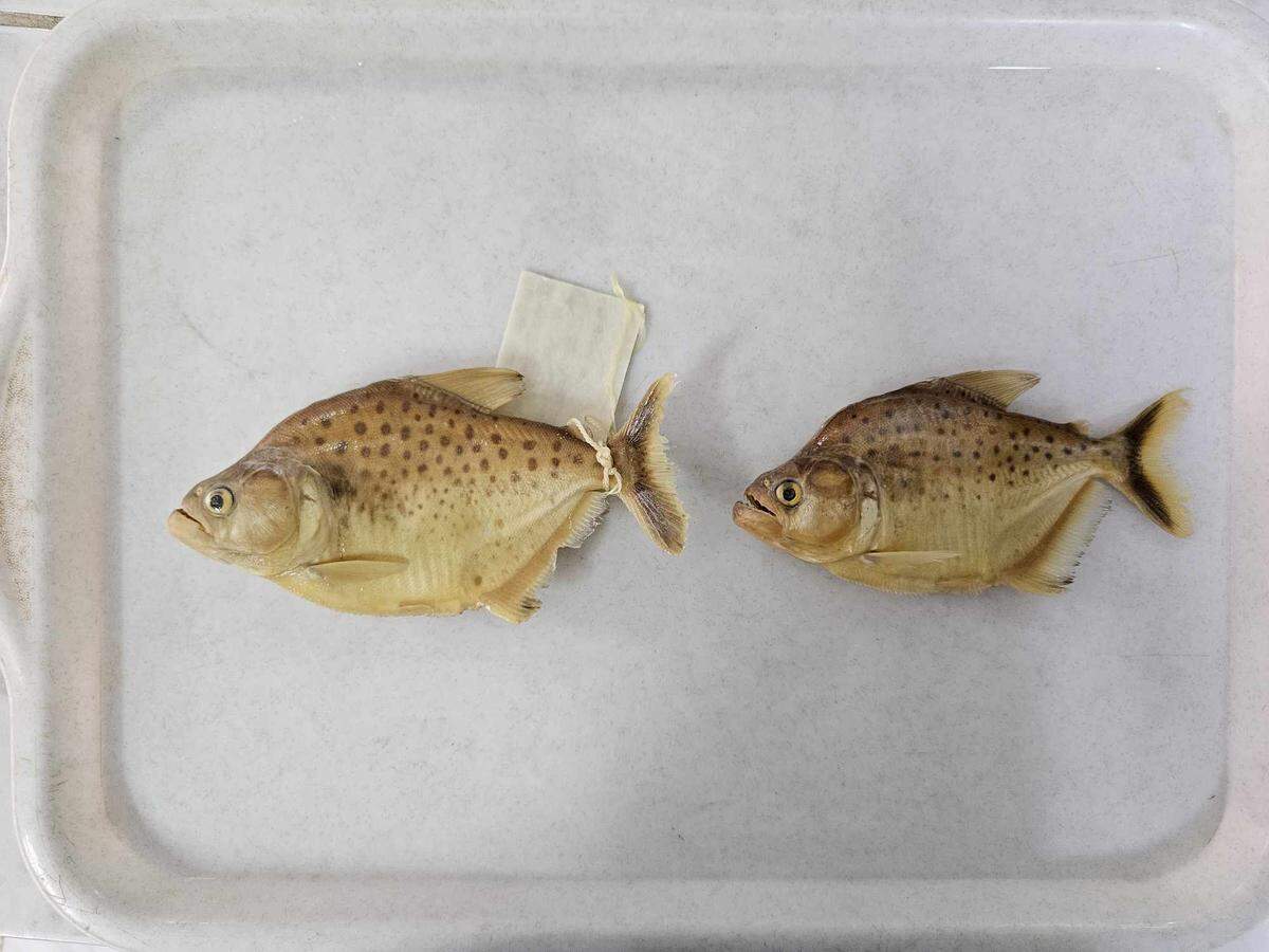 The piranhas were caught in a lagoon in the Amazon Basin, then compared to specimens from museums around Bolivia, the researchers said.