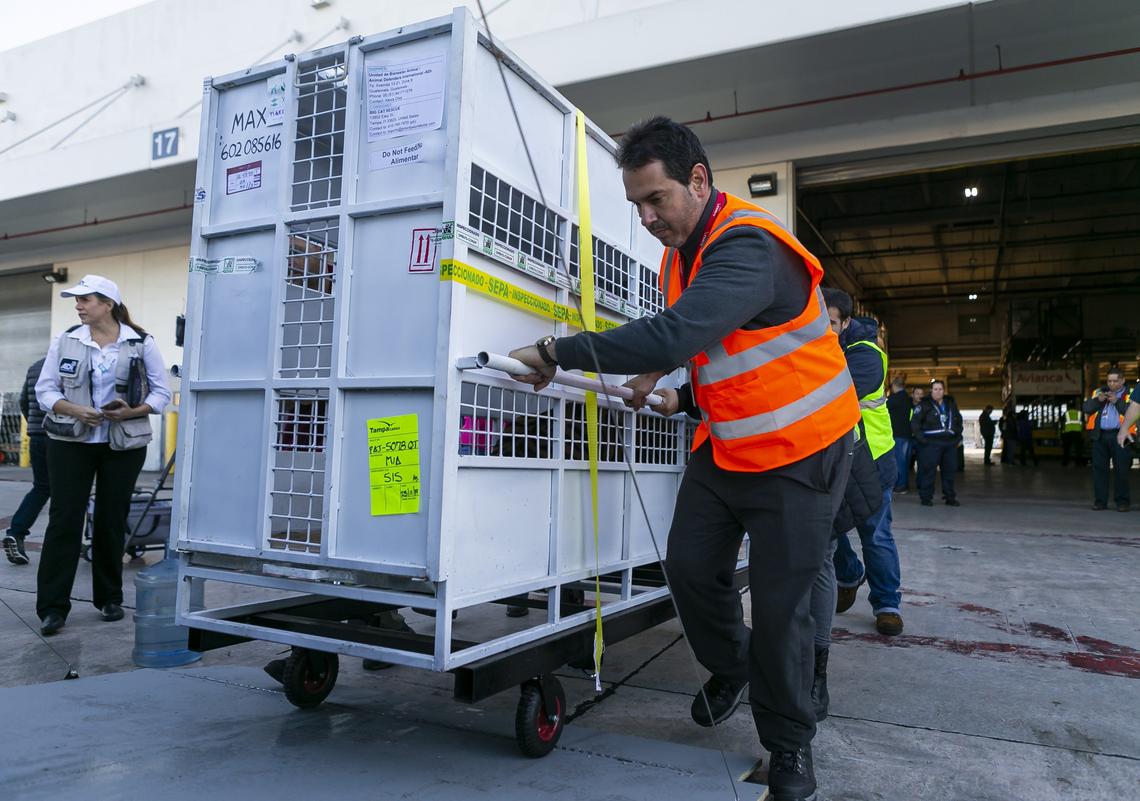 Max, a Bengal tiger, sits in his cage as Avianca cargo employees work to load him into a van at Miami International Airport on Monday, Nov. 25, 2019. Max, Simba and Kimba, who were rescued from a circus in Guatemala by Animal Defenders International, are being sent to an animal sanctuary, Big Cat Rescue, in Tampa.