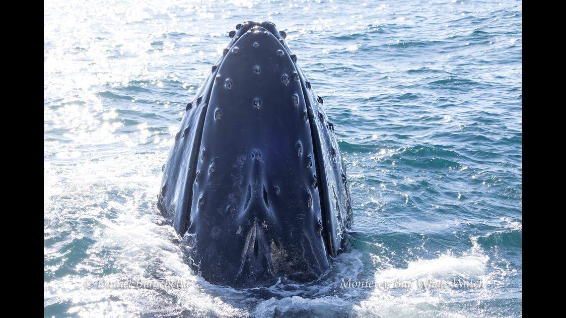 The humpback was intrigued by the boat, the agency said.
