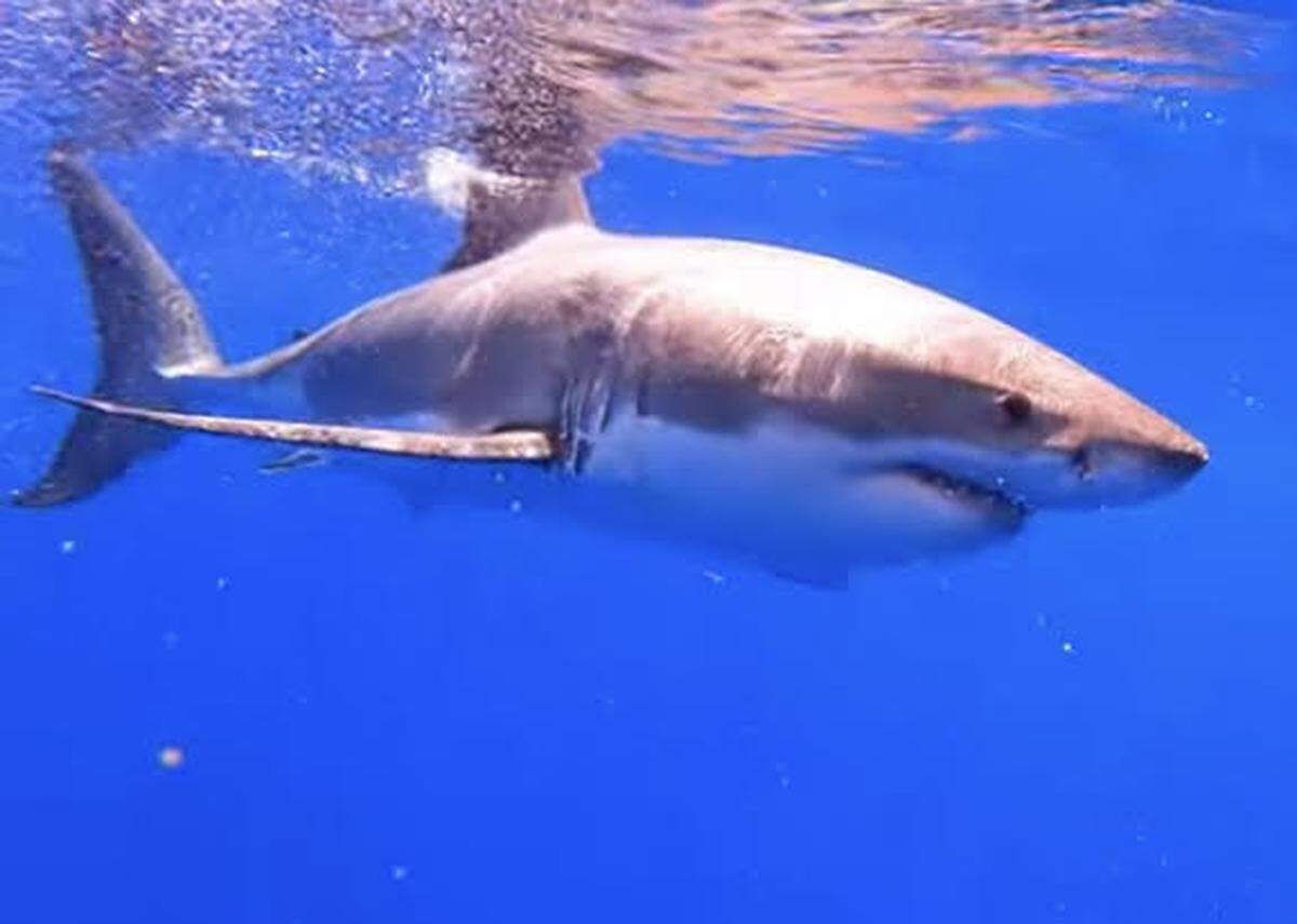 A still photo of a video taken Friday, April 15, 2022, shows a male great white shark swimming off the Florida Keys.