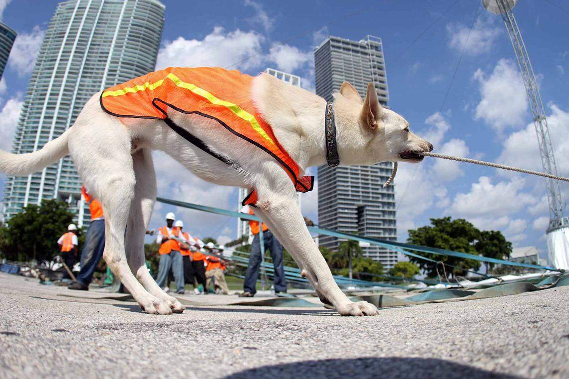 Psycho, a male white German shepherd, age 3, lends a hand to construction workers to help raise the Big Dog Top for the DOGS show he is starring in with fellow canines at Bicentennial Park in 2001.