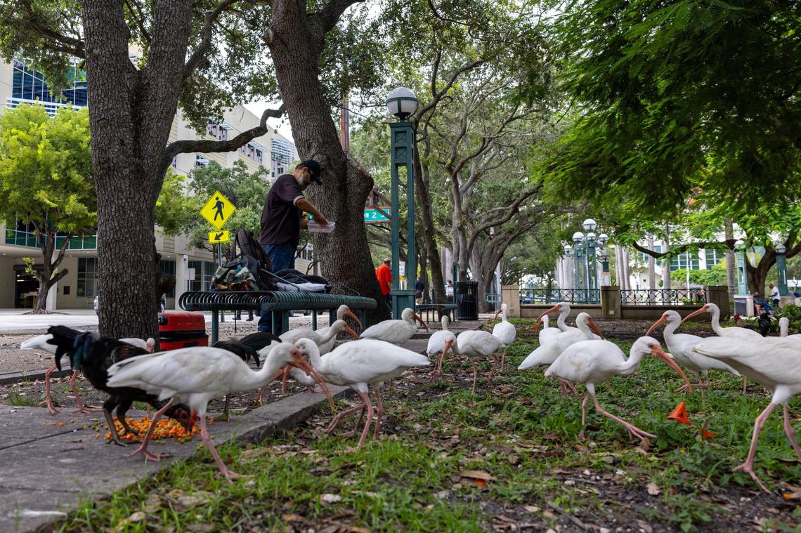 A man feeds the chickens and Ibis by the West Grounds at Stephen P. Clark Government Center on Thursday, Sept. 12, 2024, in Miami.