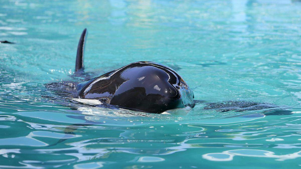 Lolita the killer whale swimming at the Miami Seaquairum on Wednesday, August 30, 2017, in Key Biscayne.