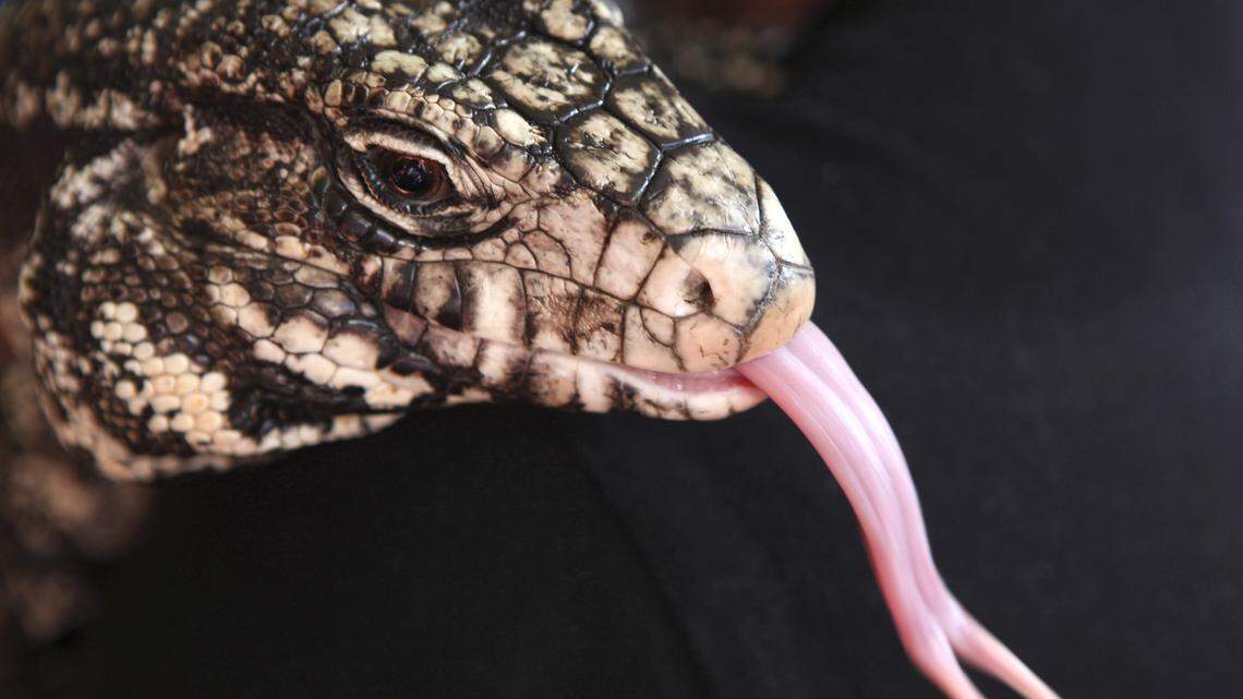 A black and white Argentine tegu lizard in Johannesburg in May 2015. Reptile dealers smuggled thousands of animals, including tegus, from the U.S. to Asia, feds say.