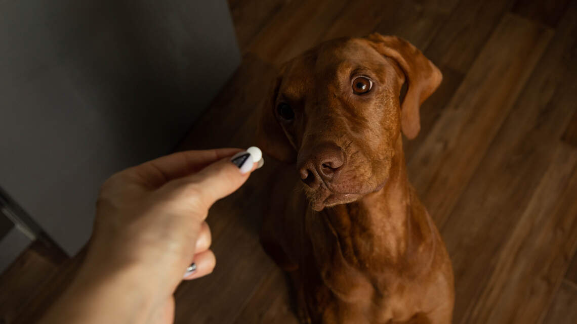 Scientists Created a Daily Pill to Help Dogs Live Longer and It Could Be Available Next Year