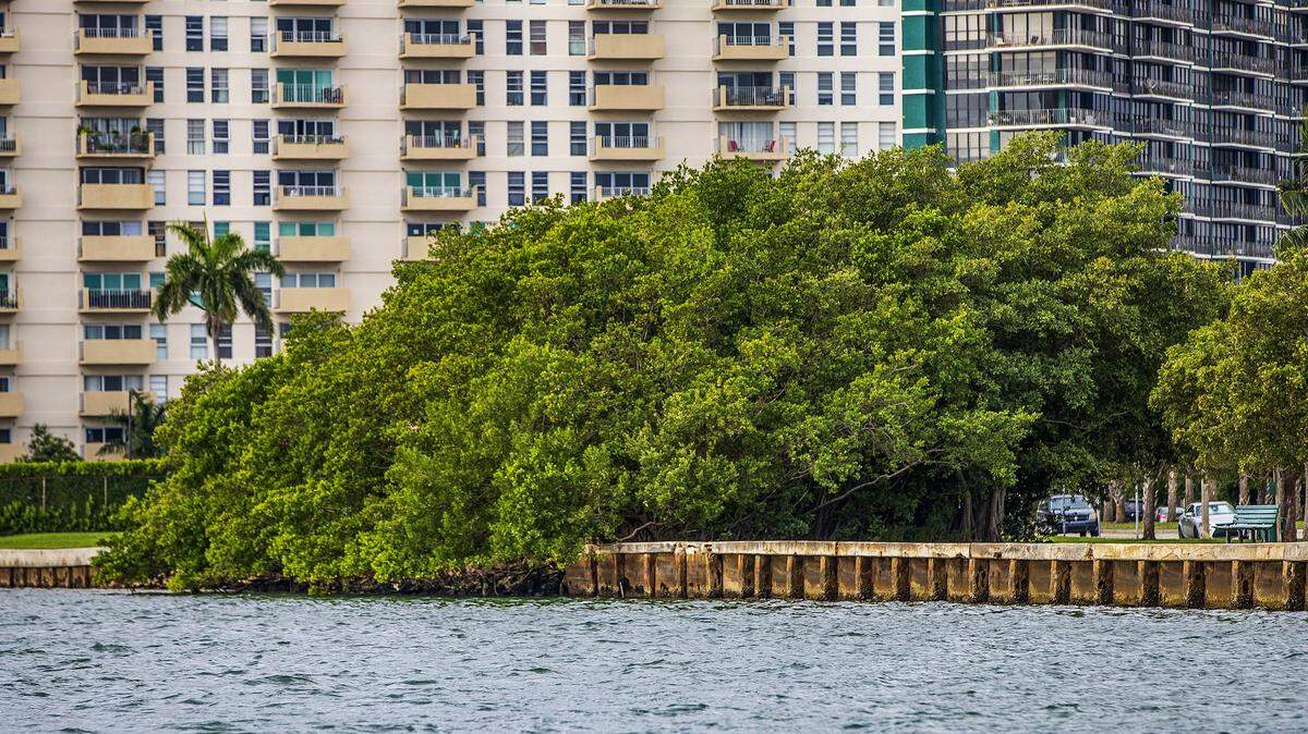 View of a mangrove restoration along the shoreline at Baywood Park, part of Miami-Dade County’s living shorelines projects on Biscayne Bay. Living shoreline projects utilize a variety of materials such as wetland plants, oyster shell, fiber logs, sand, wood, and native rock, Jan. 26, 2022
