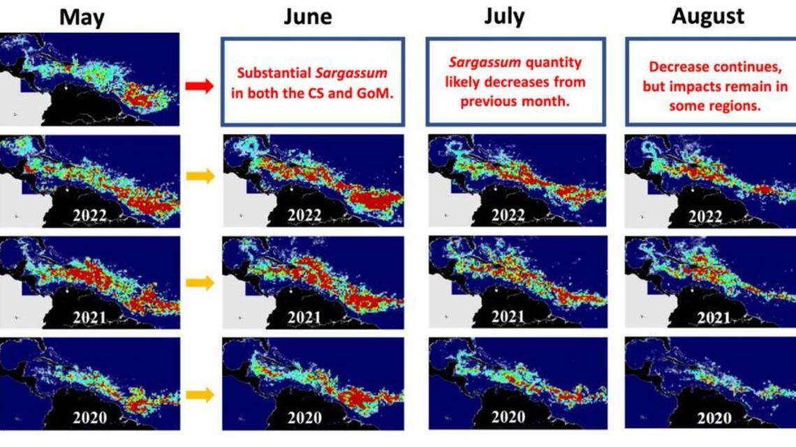 A good seaweed surprise for Florida: Floating mass has actually shrunk, reasons unclear