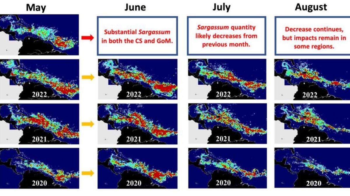 Satellite images from researchers at the University of South Florida Optical Oceanography Laboratory compare sargassum coverage this year to previous years. This May’s sargassum bloom is visibly smaller than the blooms in May of 2022 and 2021.