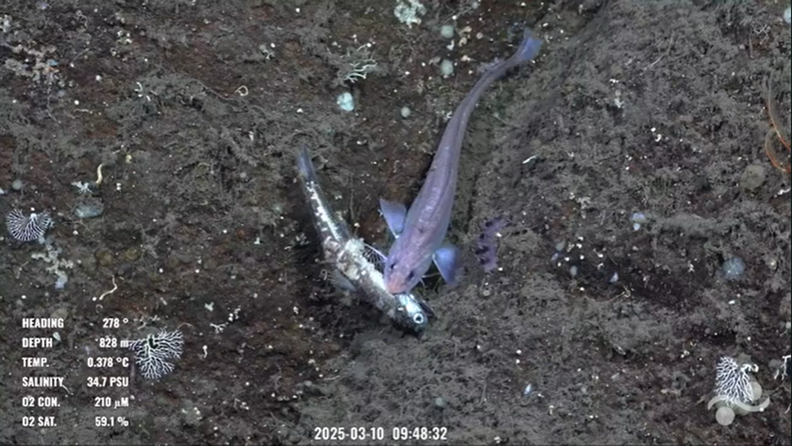 On March 10, the expedition came across a rattail fish holding another fish in its mouth at 2,716 feet.