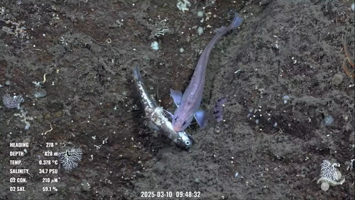 On March 10, the expedition came across a rattail fish holding another fish in its mouth at 2,716 feet.