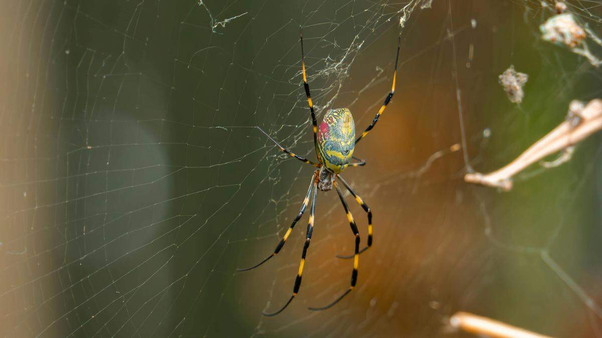 joro spider orb-weaver spider
