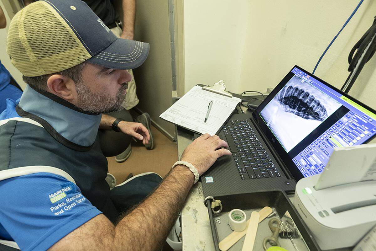A radiograph projected an X-ray image of the inside of a Cuban crocodiles stomach at Zoo Miami on Jan. 24, 2023. A technician looks at the image to see whether there are traces of a plastic bottle inside one of the croc’s bellies.