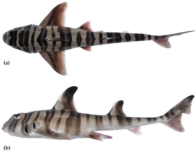 A Heterodontus marshallae, or painted hornshark, as seen from the top and side.