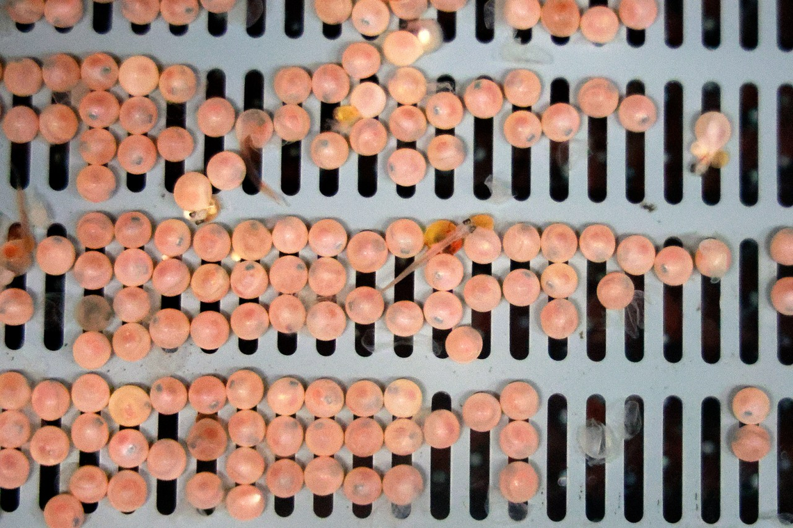Salmon eggs grow at Atlantic Sapphire Bluehouse Salmon farm in Homestead on Friday, Feb. 7, 2025.