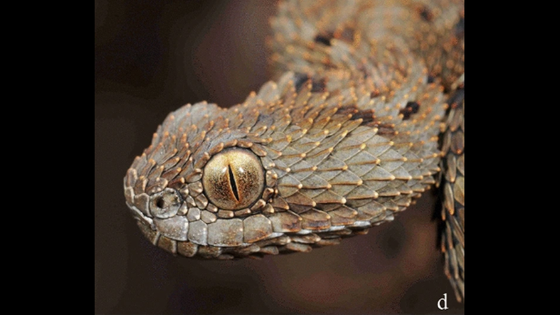 Atheris mabuensis, a bush viper, is an endemic snake species that separated from related snakes about 15 million years ago, the study said.