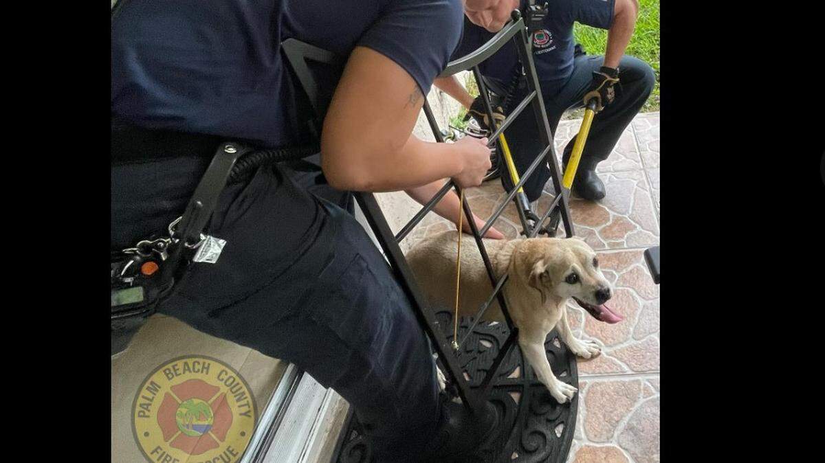 Taz the dog got stuck inside a gate his family installed (Palm Beach Fire Rescue)