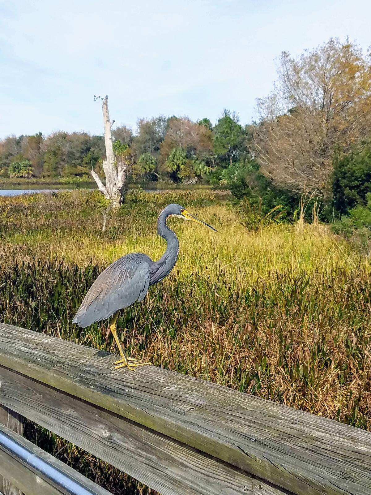 Herons are everywhere at the wetlands. Also expect wood storks and ducks and, if you’re lucky, a roseate spoonbill or two.