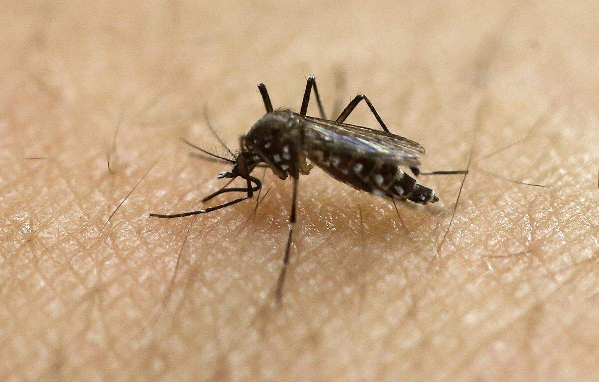 FILE - In this Jan. 18, 2016, file photo, a female Aedes aegypti mosquito, known to be a carrier of the Zika virus, acquires a blood meal on the arm of a researcher at the Biomedical Sciences Institute of Sao Paulo University in Sao Paulo, Brazil. The World Health Organization said Friday Sept. 2, 2016, that the outbreak of Zika remains an international health emergency and noted the virus is continuing to infect new countries. (AP Photo/Andre Penner, File)