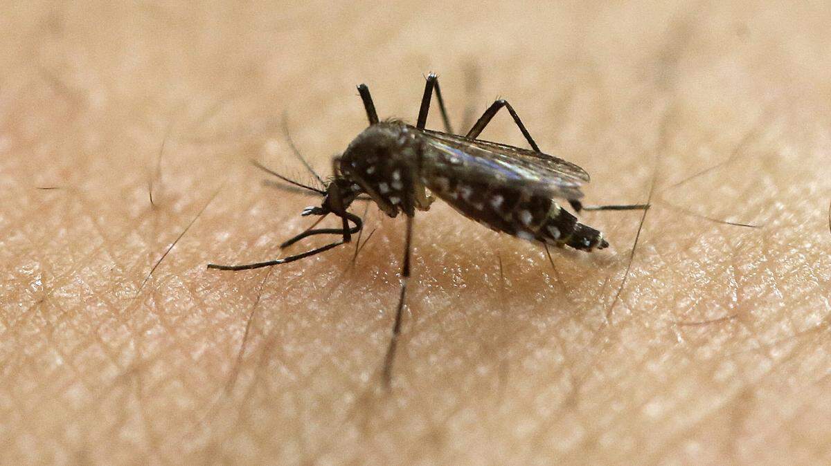 A female Aedes aegypti mosquito, known to be a carrier of the Zika virus, acquires a blood meal on the arm of a researcher at the Biomedical Sciences Institute of Sao Paulo University in Sao Paulo, Brazil.