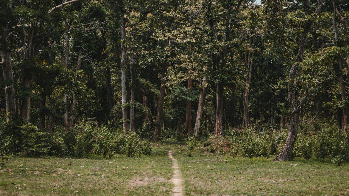 While checking trail cameras for leopards, researchers found images of a white creature instead.