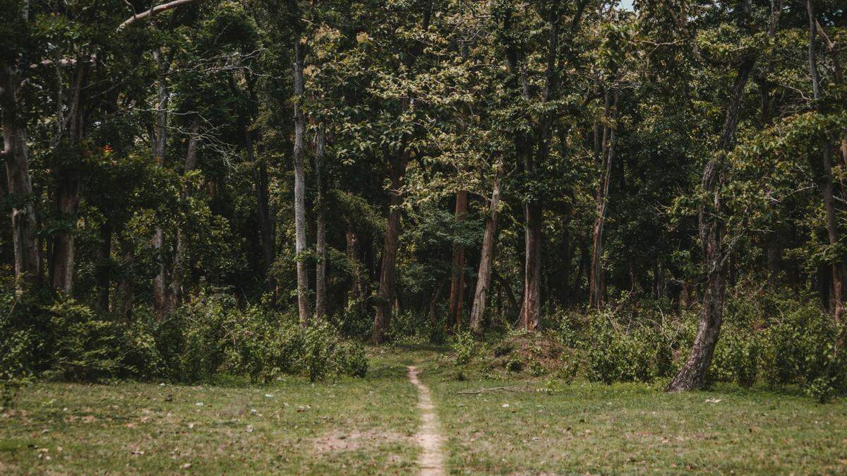 While checking trail cameras for leopards, researchers found images of a white creature instead.