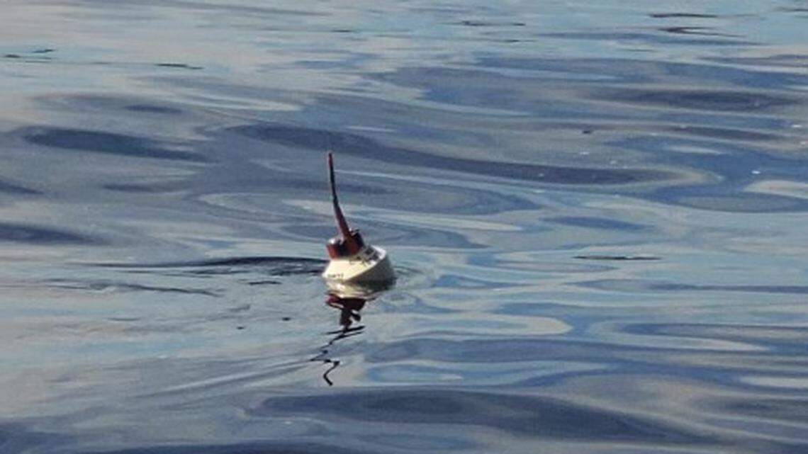 This buoy has been seen moving in Florida’s Kissimmee River, leading some to assume it may be attached to an alligator, the Okeechobee County Sheriff’s Office says.