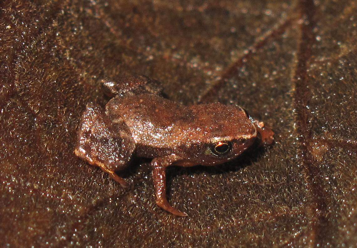 The pumpkin toadlets have cryptic coloration that helps them blend in with fallen leaves.
