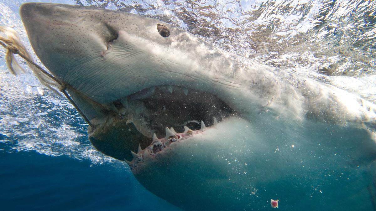 An image of a great white shark.