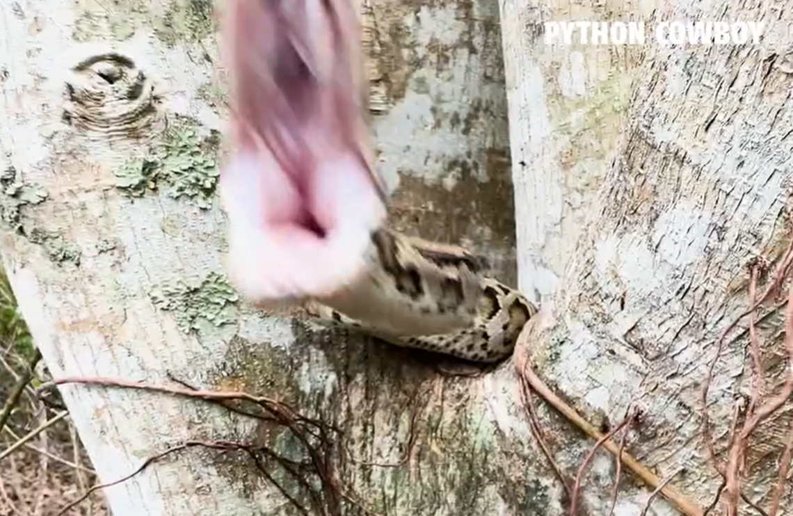 The python also lunged at the camera as the group of hunters surrounded it in South Florida, video shows.
