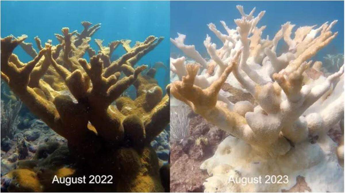 Abnormally hot surface water temperatures have created conditions ripe for an unprecedented coral bleaching event. This side-by-side shows the same elkhorn coral in August 2022 before bleaching and in its bleached state in August 2023.
