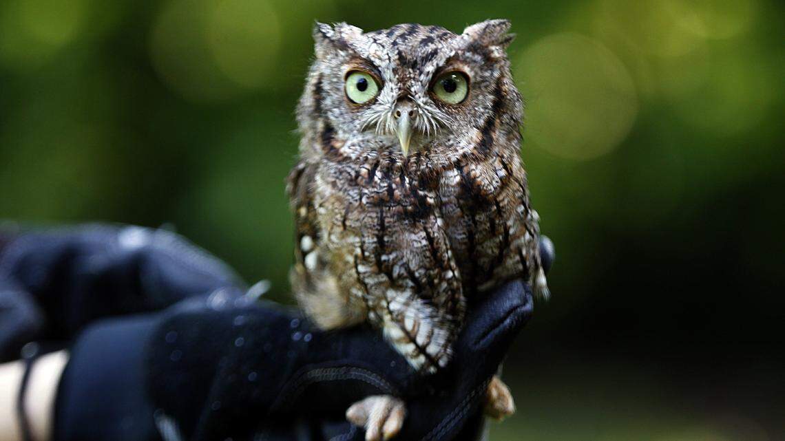 Among the birds trafficked were screech owls, like this one pictured in 2017 at the Phillip and Patricia Frost Museum of Science, which rehabs injured birds.