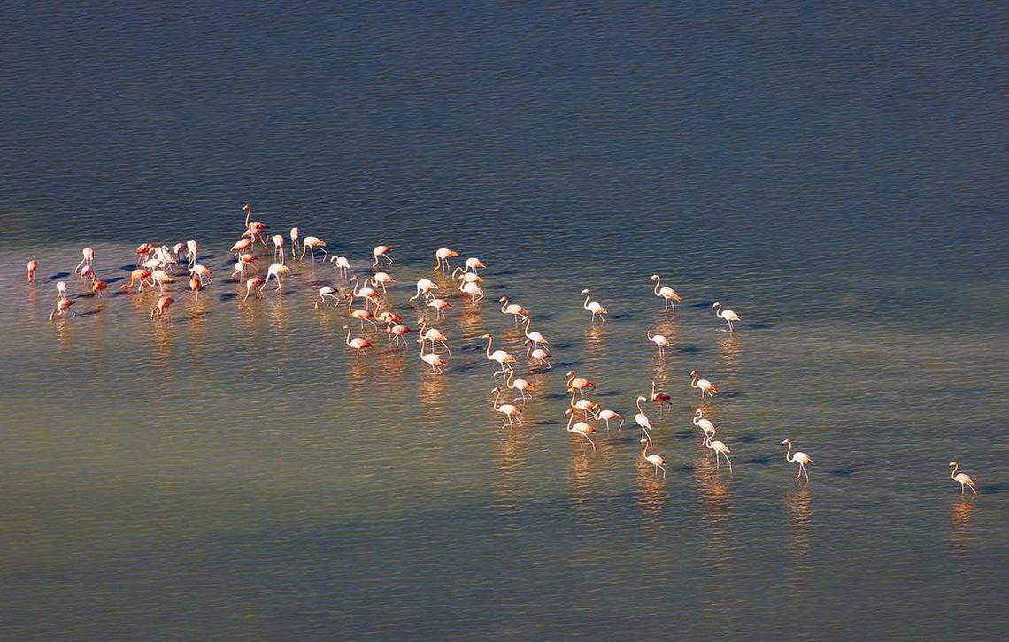 The largest flock of flamingos spotted in the Everglades in a decade stir up the mud in the shallows of the Everglades. Scientist Mark Cook stumbled upon the flock while searching the Florida Bay coastline for other native wading birds.