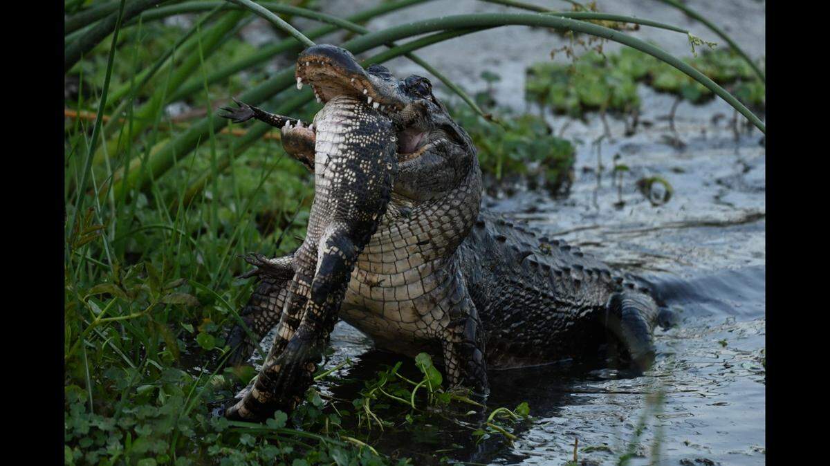 Barbara D’Angelo was poised to take photos of a Florida sunset in Orlando Wetlands Park when she saw this alligator eating another alligator, photos show.