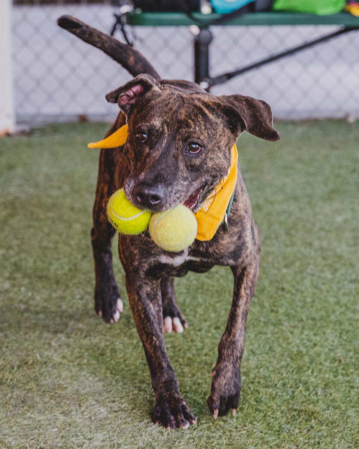 “Bo A2360840 is an energetic 3-year-old pup who’s up for anything! He has been with us since June of 2022 and is anxious to find a forever home. Bo is a fun guy who loves to run around and play with other dogs as well as tennis balls. He has lots of energy but is also very treat motivated, making him easy to train. Bo can’t wait to be part of your loving family. “
