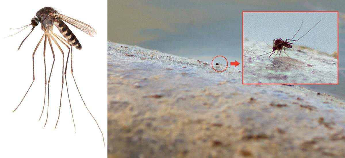 Lawrence Reeves, an entomologist at the University of Florida, photographed a Culex mosquito biting a manatee near the marina at Flamingo Visitor Center at Everglades National Park.