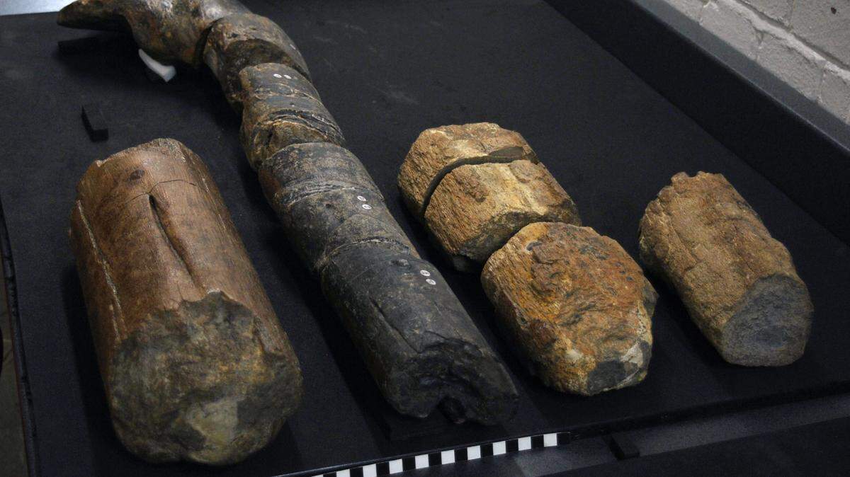 Fragments of gigantic bones collected over more than a century have stumped paleontologists as to their origins.