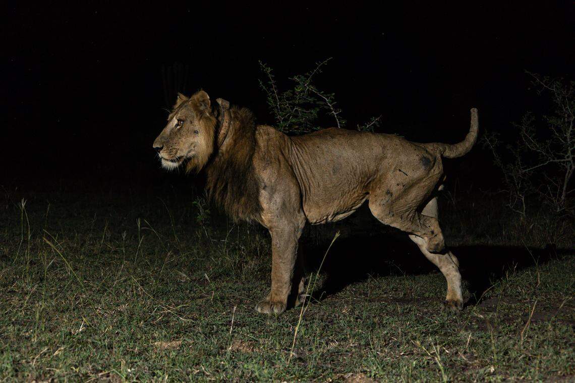 Jacob, a 10-year-old lion, lost his back left leg in the steel trap of a poacher, researchers said.